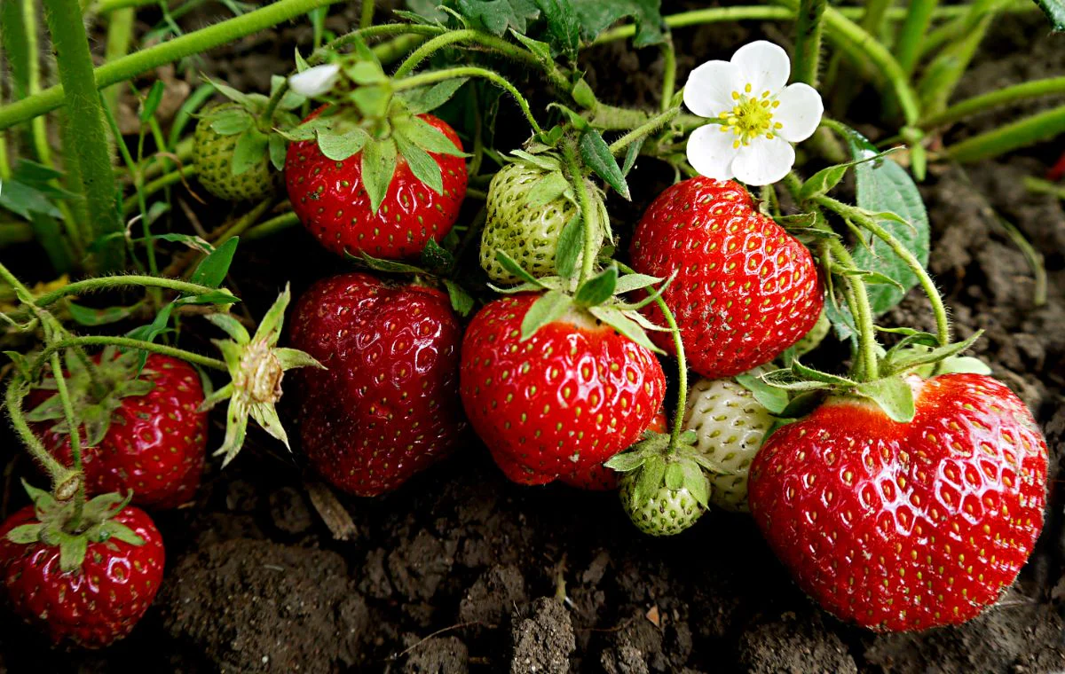 Ft. Laramie Strawberry Seeds for Planting – Everbearing, Hardy & Sweet Berries - Image 2