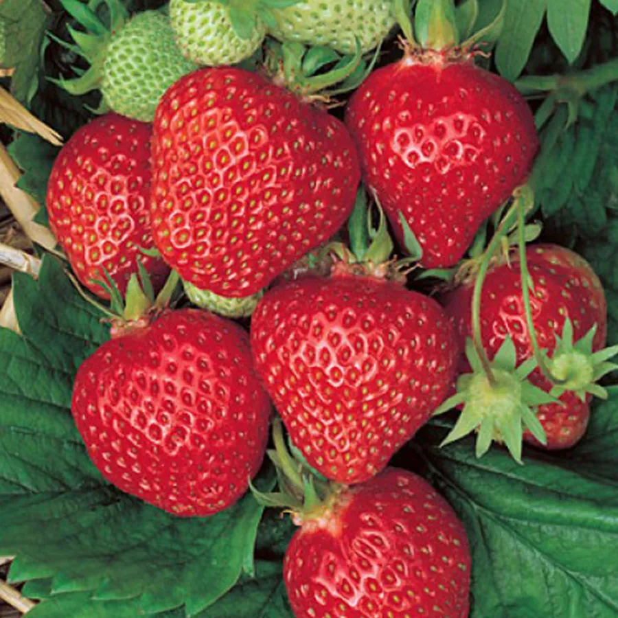 Ft. Laramie Strawberry Seeds for Planting – Everbearing, Hardy & Sweet Berries - Image 3
