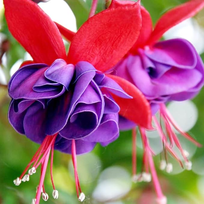 Fuchsia Flower Seeds – Hummingbird-Friendly Garden Bloom