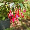 Fuchsia Flower Seeds – Hummingbird-Friendly Garden Bloom - Image 2