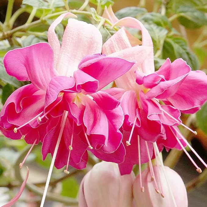 Fuchsia Flower Seeds – Hummingbird-Friendly Garden Bloom - Image 3