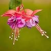 Fuchsia Flower Seeds – Hummingbird-Friendly Garden Bloom - Image 4