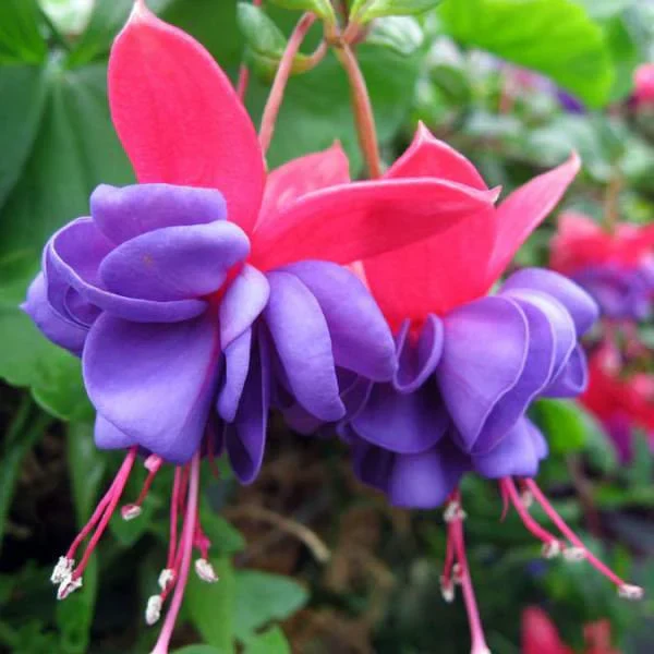 Fuchsia Flower Seeds – Hummingbird-Friendly Garden Bloom - Image 5