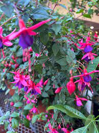 Fuchsia Flower Seeds – Hummingbird-Friendly Garden Bloom - Image 6