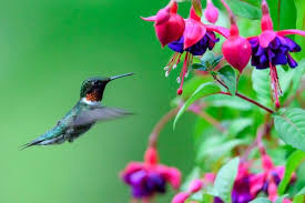 Fuchsia Flower Seeds – Hummingbird-Friendly Garden Bloom - Image 7