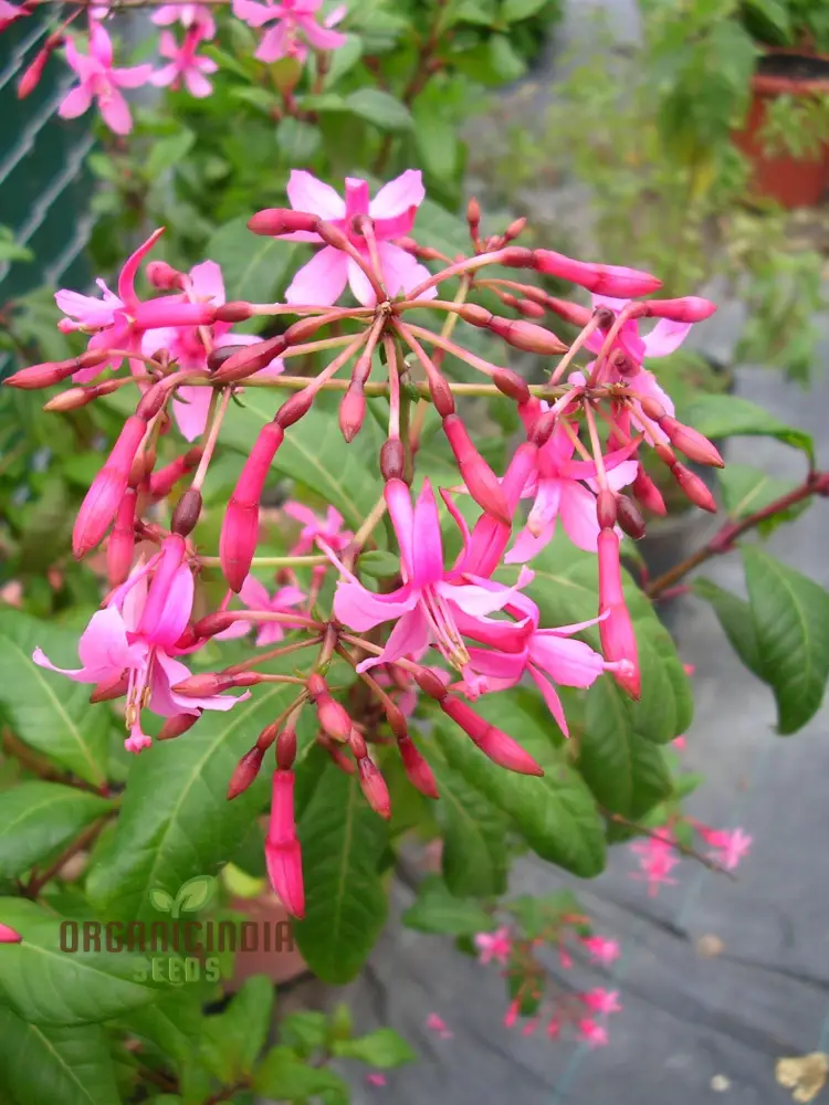 Fuchsia Arborescens Seeds - Premium Quality for Planting Enthusiasts