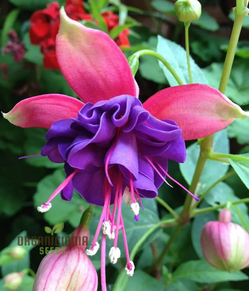 Fuchsia Astoria Seeds – Decorative Hanging & Border Flowers