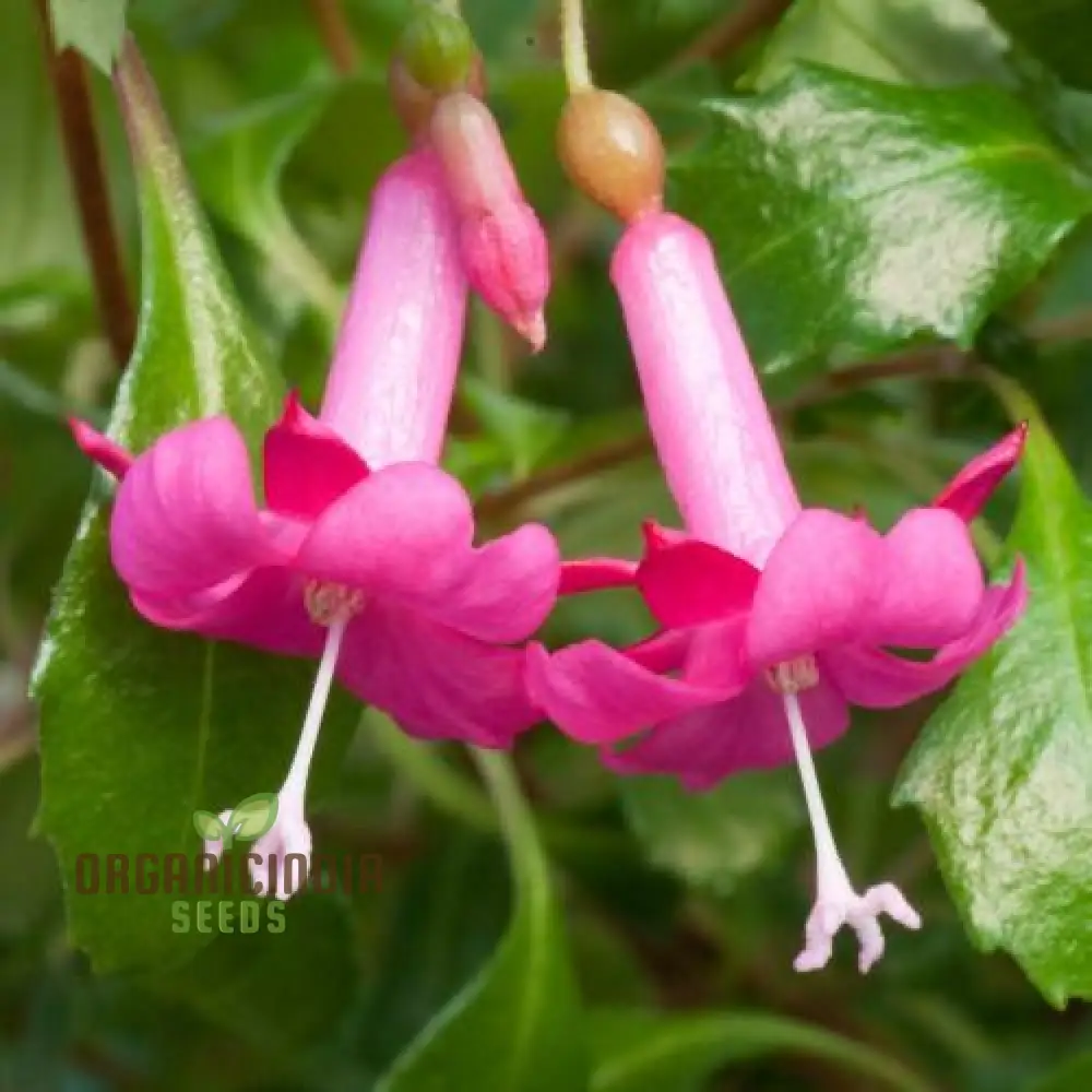 Fuchsia Bacillaris Seeds for Planting - Exquisite Flowers for Planting