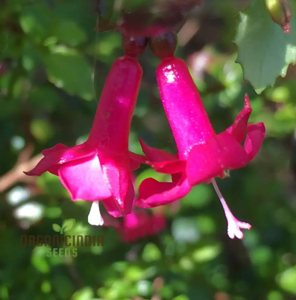 Fuchsia Bacillaris Seeds for Planting - Exquisite Flowers for Planting - Image 3