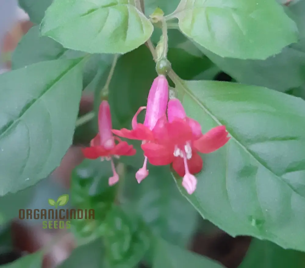 Fuchsia Bacillaris Seeds for Planting - Exquisite Flowers for Planting - Image 4