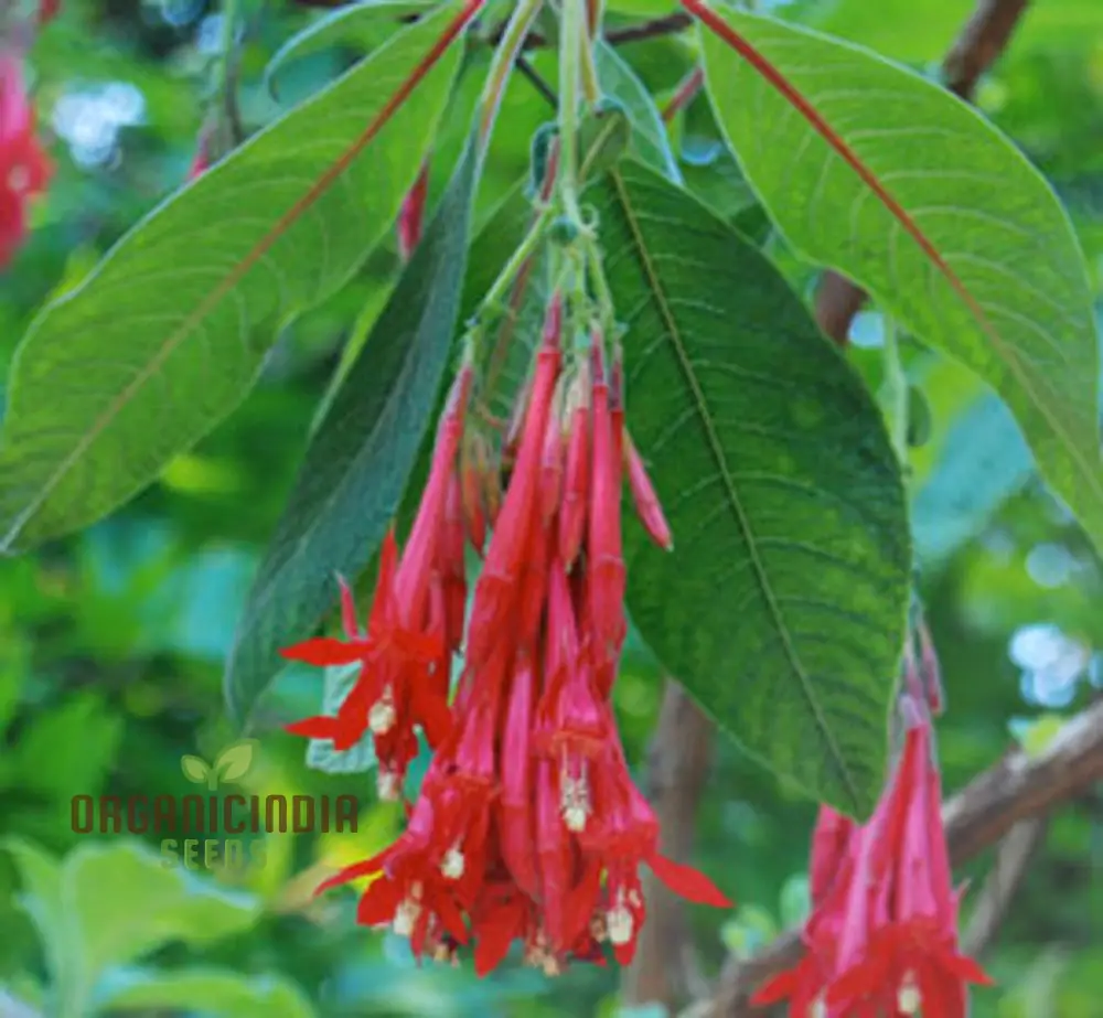 Fuchsia Boliviana Seeds - Exotic Planting Variety for Your Garden - Image 3