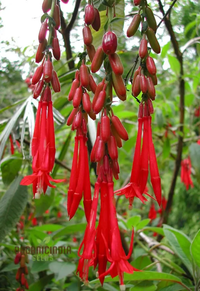 Fuchsia Boliviana Seeds - Exotic Planting Variety for Your Garden - Image 4