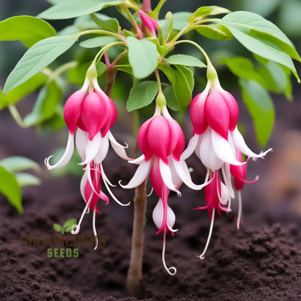 Red and White Fuchsia Flower Seeds – Enhance Your Garden with Stunning Cascading Blooms and Vibrant Colors - Image 3