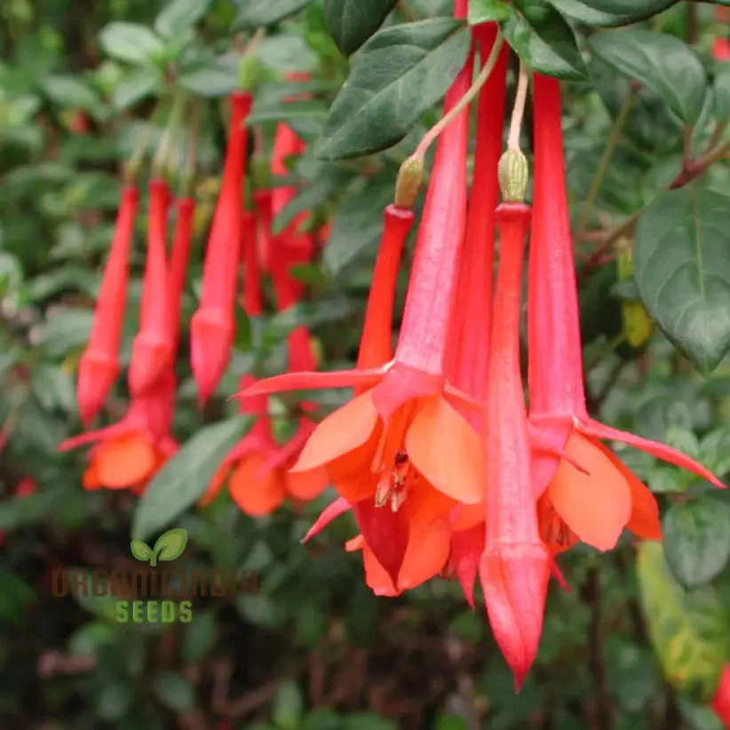 Fuchsia Vulcanica Seeds - Exquisite Flowers for Planting, Rare Varietal for Your Garden