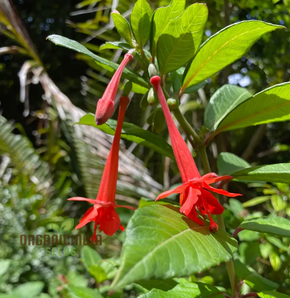 Fuchsia Vulcanica Seeds - Exquisite Flowers for Planting, Rare Varietal for Your Garden - Image 3