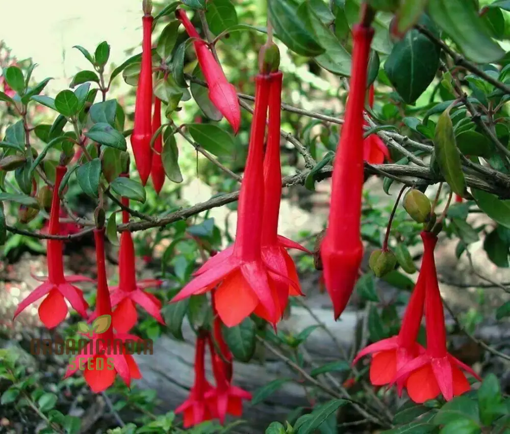 Fuchsia Vulcanica Seeds - Exquisite Flowers for Planting, Rare Varietal for Your Garden - Image 4