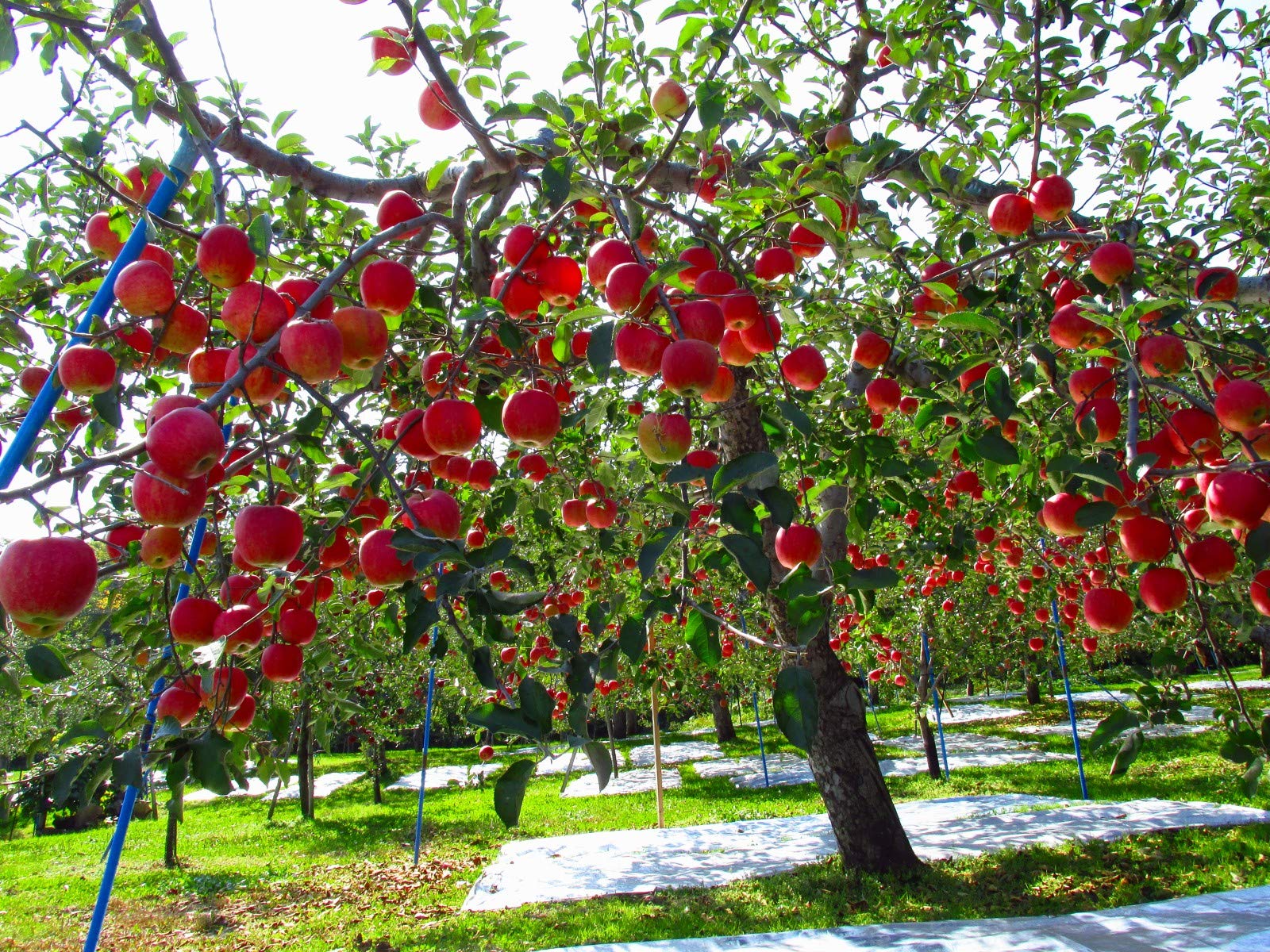 Fuji Apple Seeds for Planting – Grow Sweet & Juicy Apple Trees - Image 4