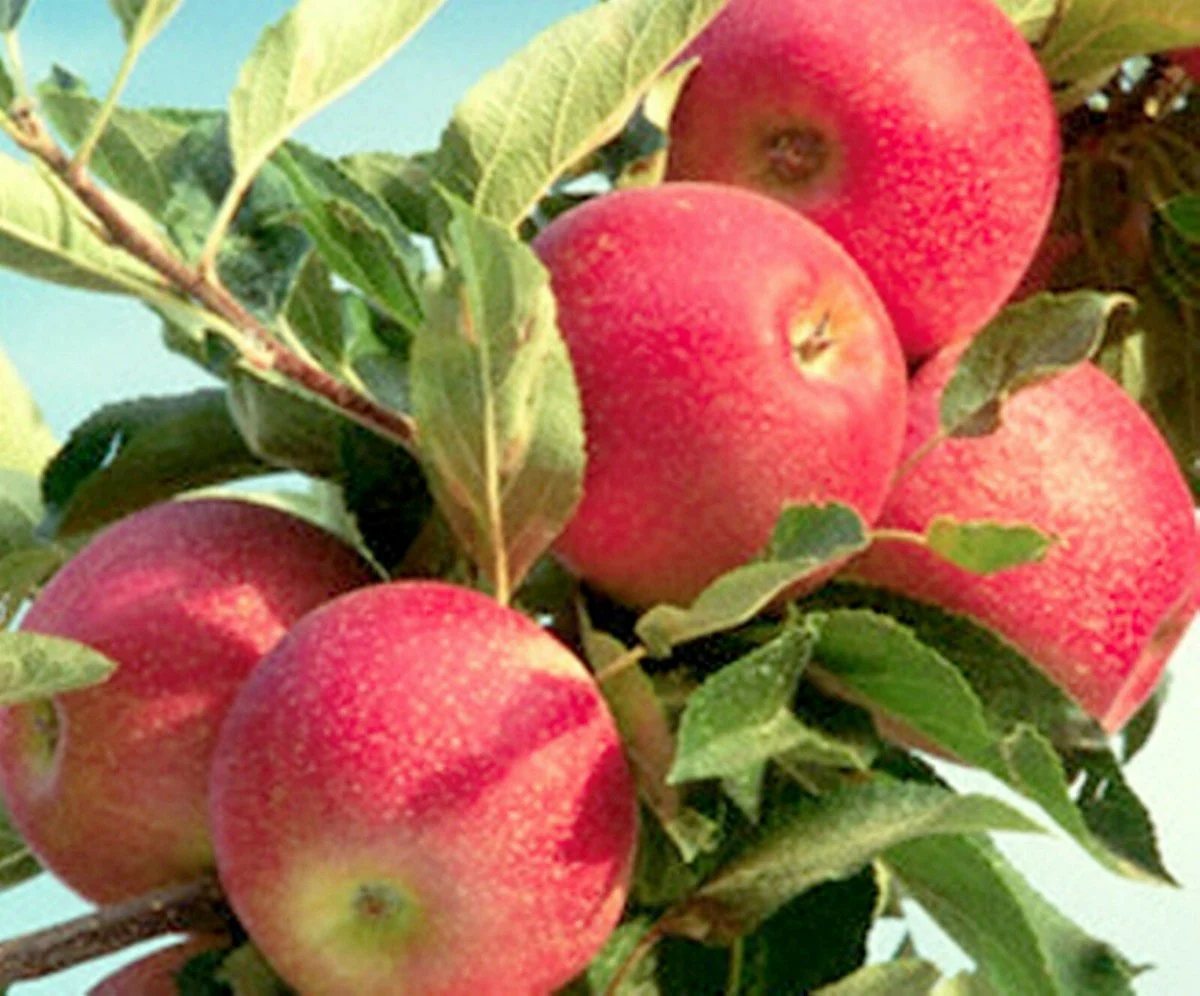 Fuji Apple Seeds for Planting – Grow Sweet & Juicy Apple Trees - Image 7