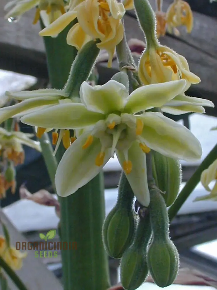 Furcraea Longaeva Seeds – Long-Lived Succulent for Exotic Garden Planting
