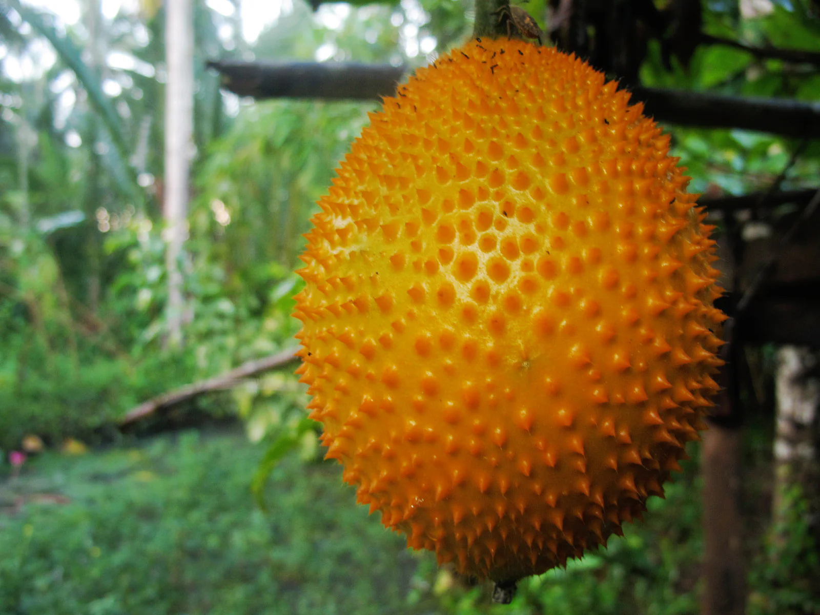 Gac Fruit Seeds - Image 5