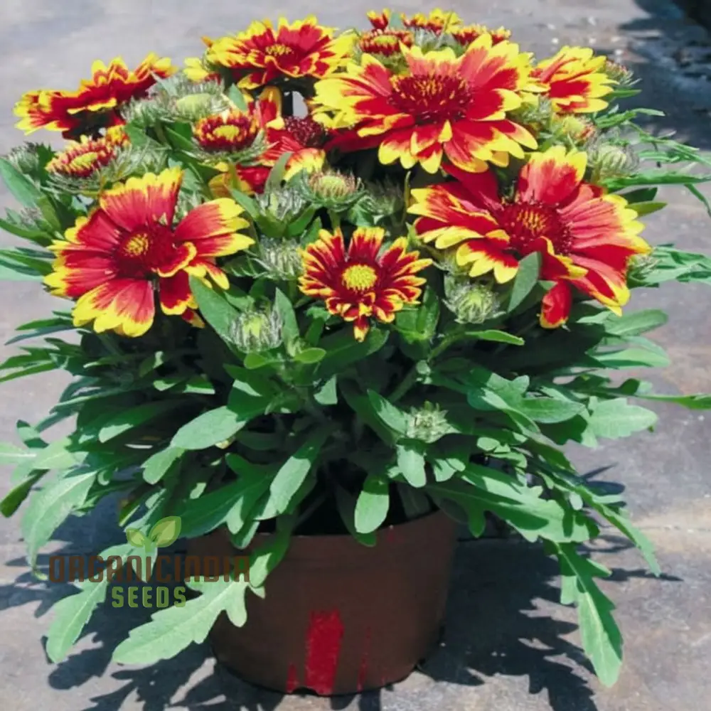 Gaillardia Arizona Sun Seeds For Planting Elevate Your Gardening Experience with Vibrant Blooms and Endless Sunshine!