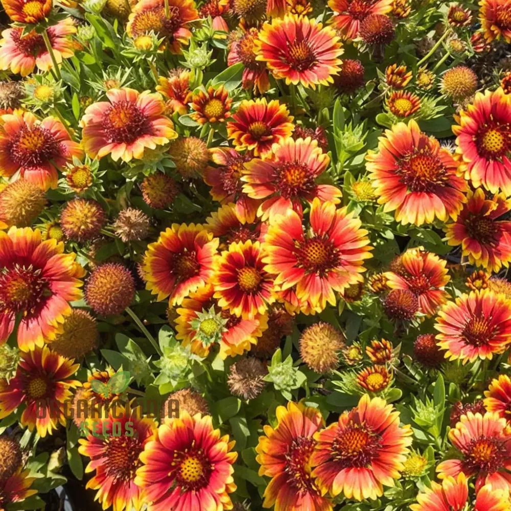 Gaillardia Arizona Sun Seeds For Planting Elevate Your Gardening Experience with Vibrant Blooms and Endless Sunshine! - Image 4