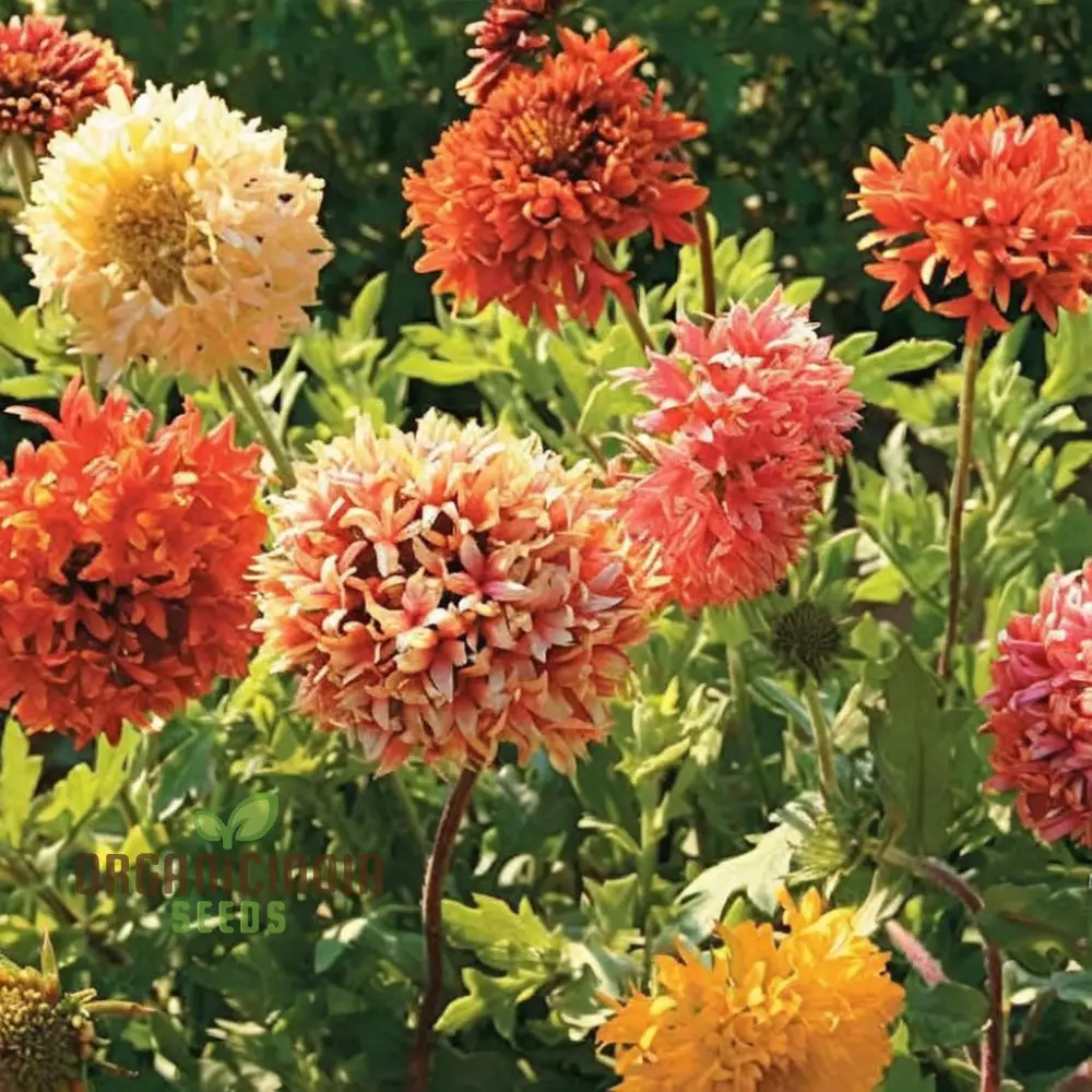 Gaillardia Double Mixed Seeds – Hardy, Vibrant Blooming Variety