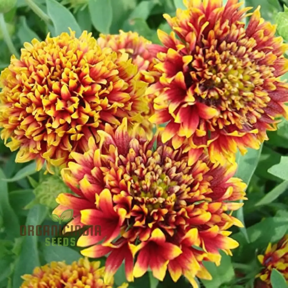 Gaillardia Double Mixed Seeds – Hardy, Vibrant Blooming Variety - Image 3