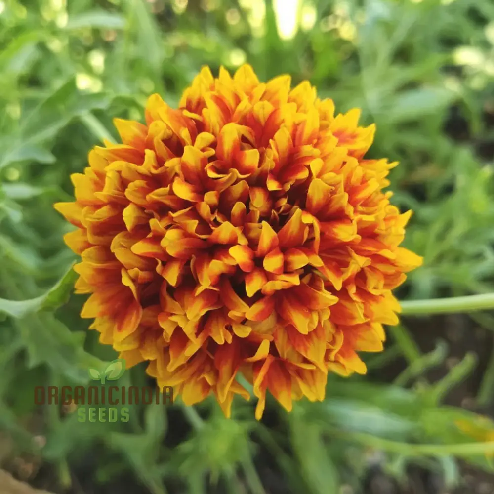 Gaillardia Double Mixed Seeds – Hardy, Vibrant Blooming Variety - Image 4