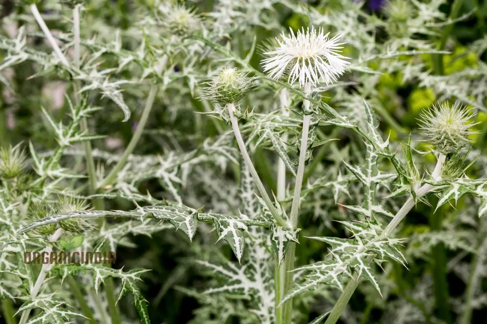 Galactites Tomentosa Alba Seeds - White Starry Flowers for Garden Borders and Rockeries - Buy Now for Unique Botanical Beauty
