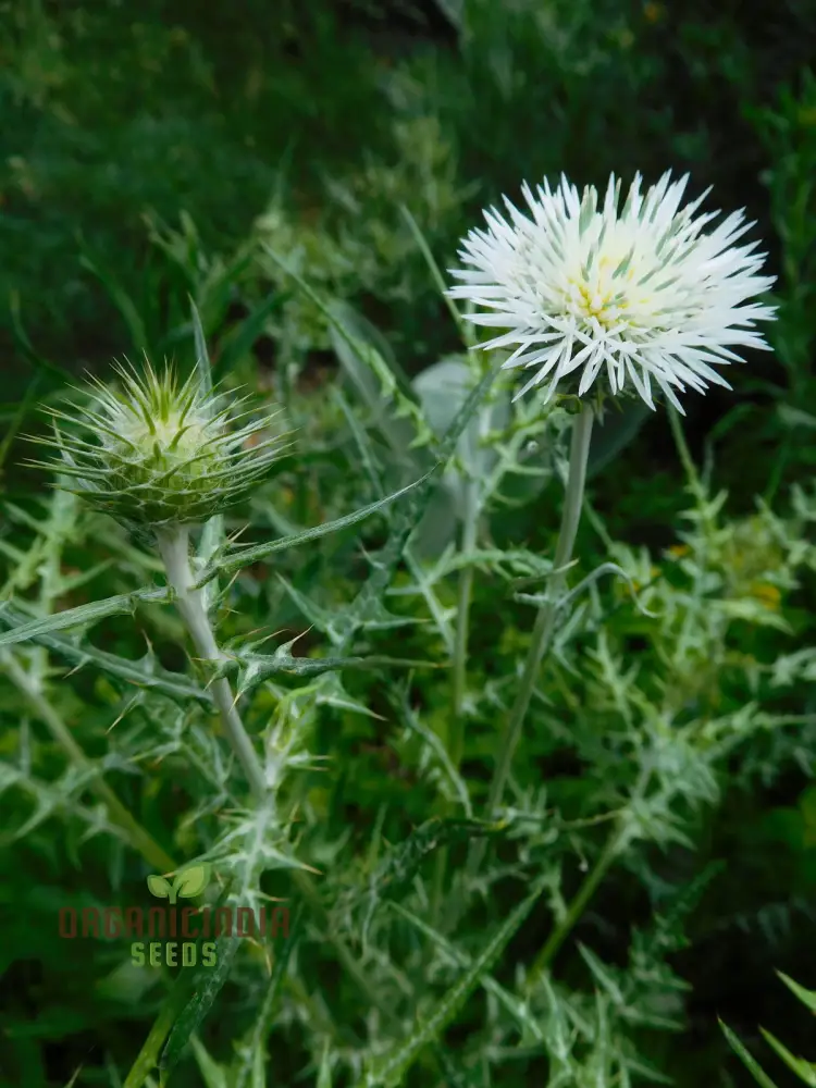 Galactites Tomentosa Alba Seeds - White Starry Flowers for Garden Borders and Rockeries - Buy Now for Unique Botanical Beauty - Image 3