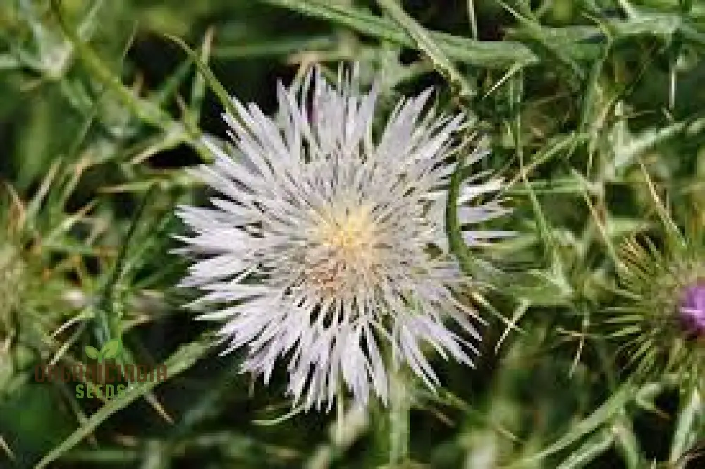 Galactites Tomentosa Alba Seeds - White Starry Flowers for Garden Borders and Rockeries - Buy Now for Unique Botanical Beauty - Image 4