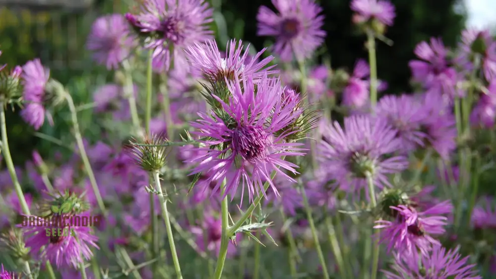 Galactites Tomentosa Seeds - Exquisite Gardening Delight for Enthusiasts - Rare Mediterranean Wildflower Seeds - Image 3