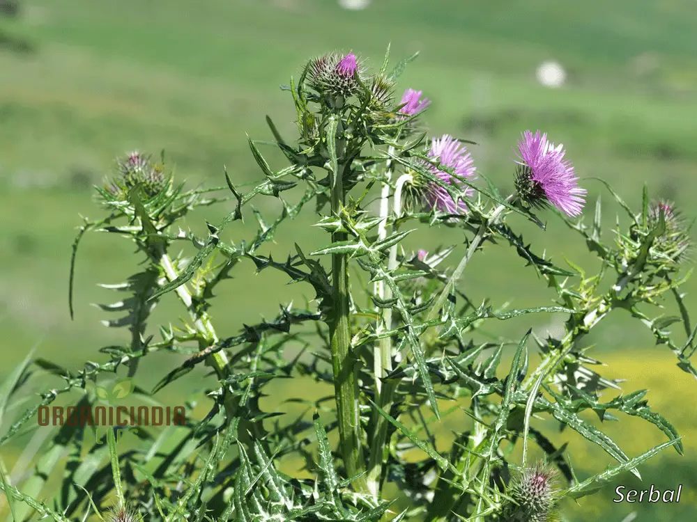 Galactites Tomentosa Seeds - Exquisite Gardening Delight for Enthusiasts - Rare Mediterranean Wildflower Seeds - Image 4