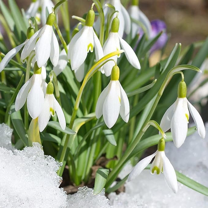 Galanthus Elwesii Flower Seeds For Planting, Elegant Snowdrop Flowers for a Charming and Early Spring Garden Display - Image 4
