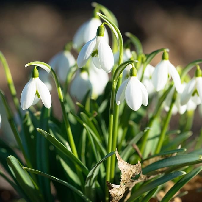 Galanthus Elwesii Flower Seeds For Planting, Elegant Snowdrop Flowers for a Charming and Early Spring Garden Display - Image 5