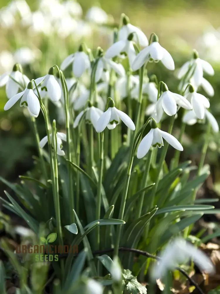 Galanthus Elwesii Flower Seeds For Planting, Elegant Snowdrop Flowers for a Charming and Early Spring Garden Display - Image 6