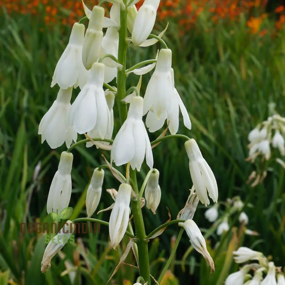 Galtonia Candicans Seeds - Premium Quality for Planting Success and Beautiful Blooms
