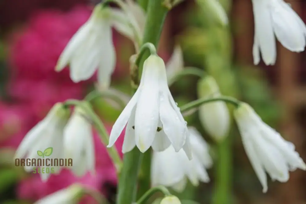 Galtonia Candicans Seeds - Premium Quality for Planting Success and Beautiful Blooms - Image 3
