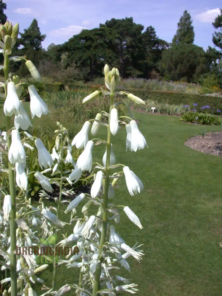 Galtonia Candicans Seeds - Premium Quality for Planting Success and Beautiful Blooms - Image 4