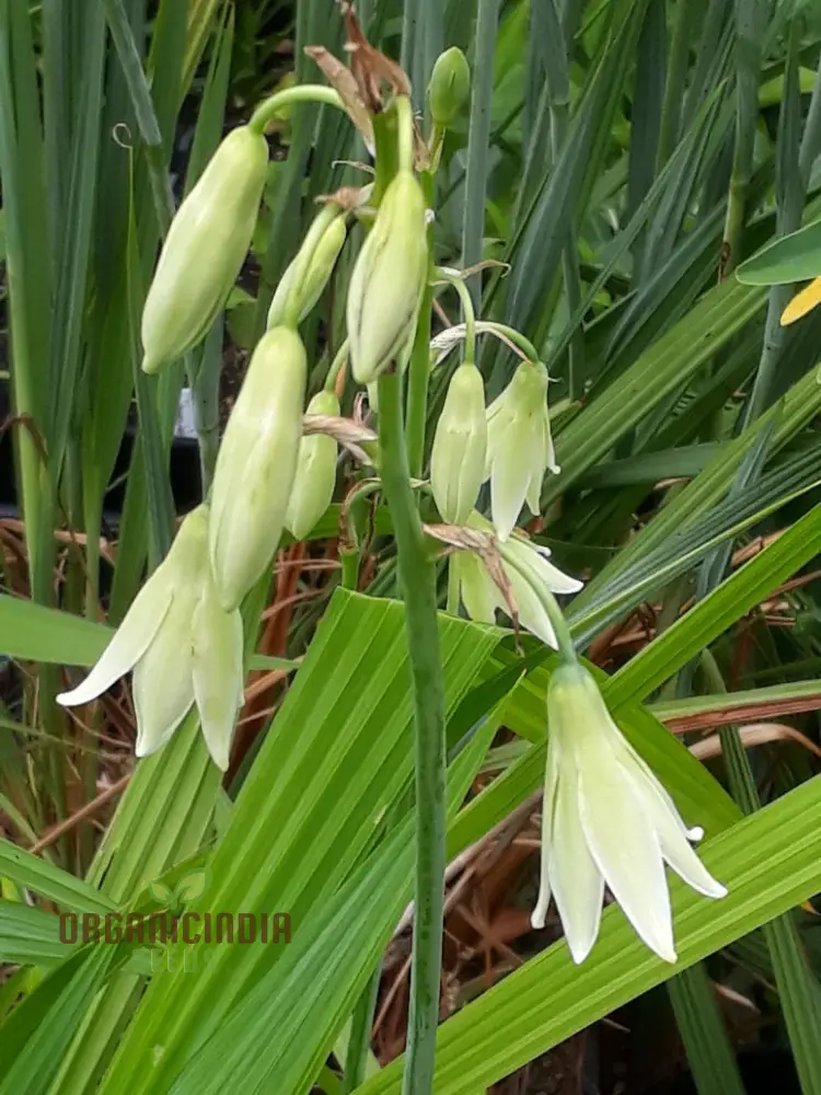 Galtonia Princeps Seeds for Planting - Premium Quality Seeds for a Stunning Garden Display