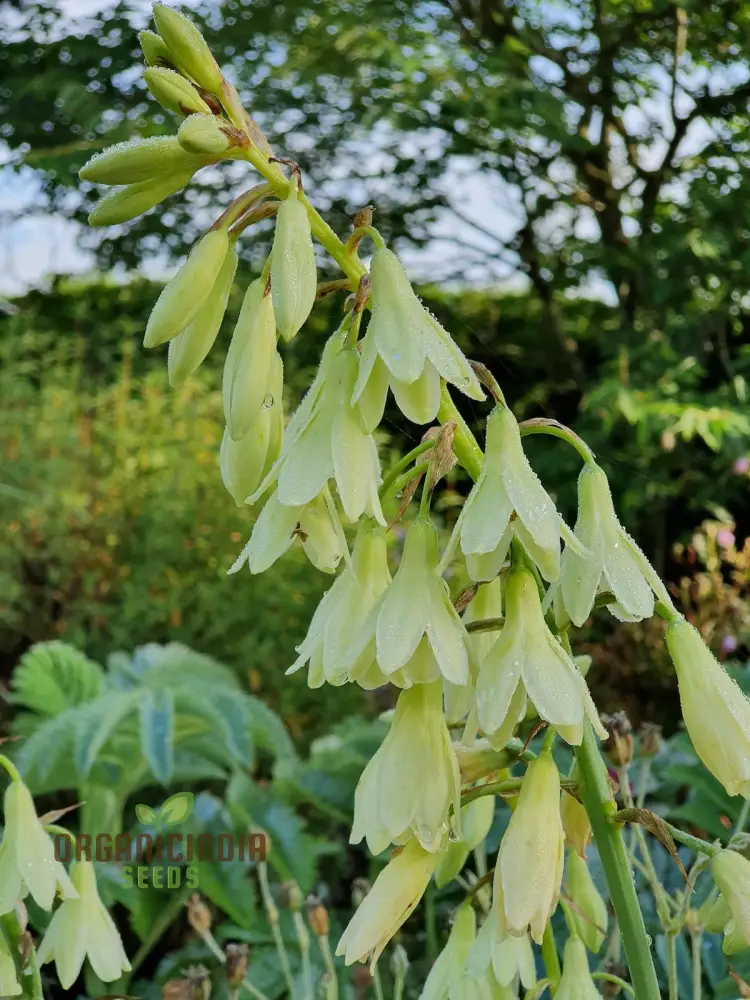 Galtonia Princeps Seeds for Planting - Premium Quality Seeds for a Stunning Garden Display - Image 3