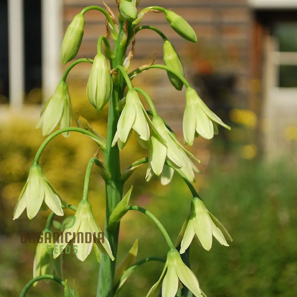 Galtonia Viridiflora Seeds for Planting - Premium Quality Seeds for a Lush Garden