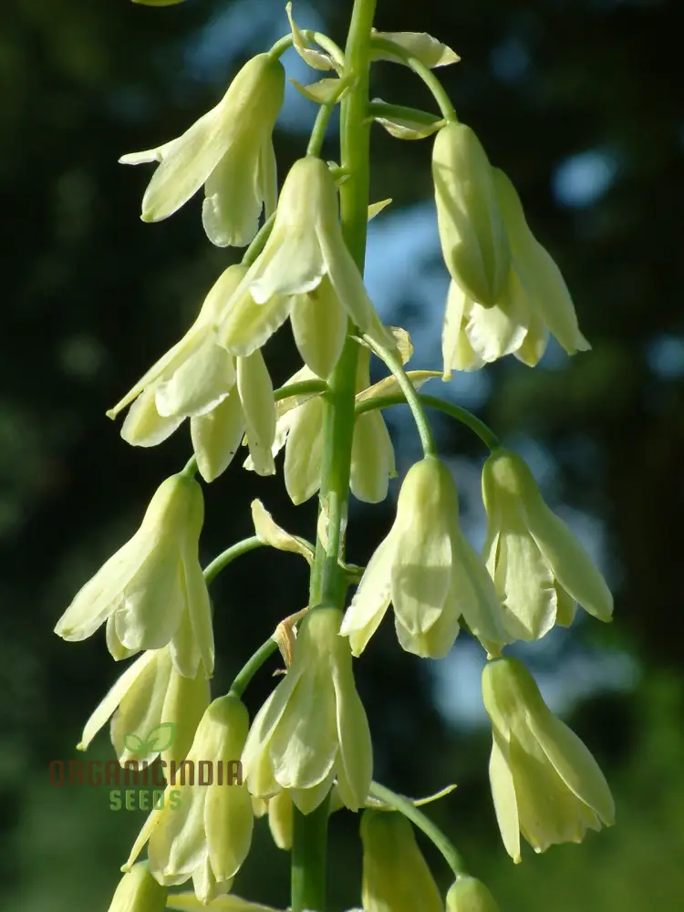 Galtonia Viridiflora Seeds for Planting - Premium Quality Seeds for a Lush Garden - Image 3