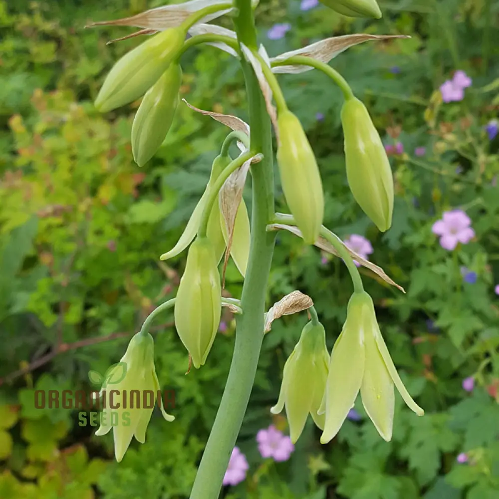Galtonia Viridiflora Seeds for Planting - Premium Quality Seeds for a Lush Garden - Image 4