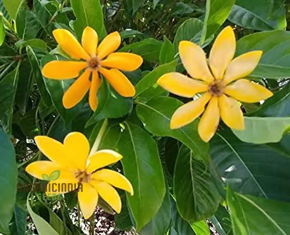 Gandharaj Yellow Flower Seeds for Planting, Expert Guide for Growing Vibrant Yellow Blossoms