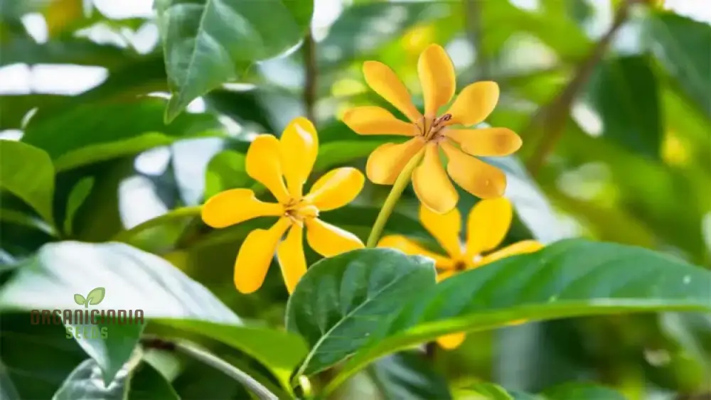 Gandharaj Yellow Flower Seeds for Planting, Expert Guide for Growing Vibrant Yellow Blossoms - Image 3