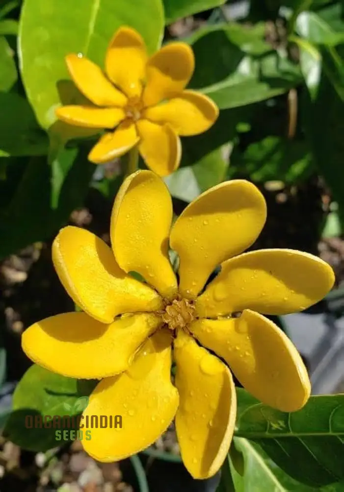 Gandharaj Yellow Flower Seeds for Planting, Expert Guide for Growing Vibrant Yellow Blossoms - Image 4