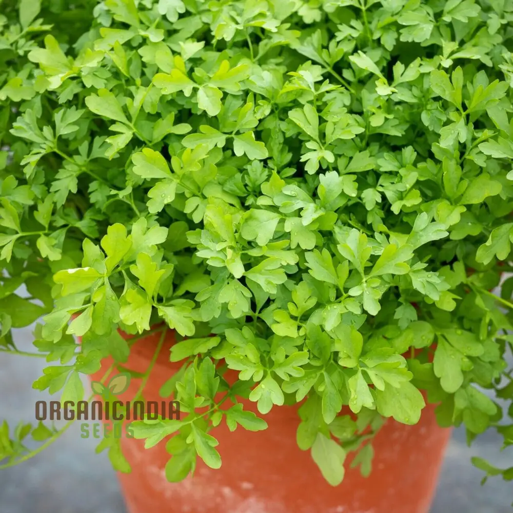 Garden Cress Seeds – Fresh, Fast-Growing Nutritious Greens for Home Gardening