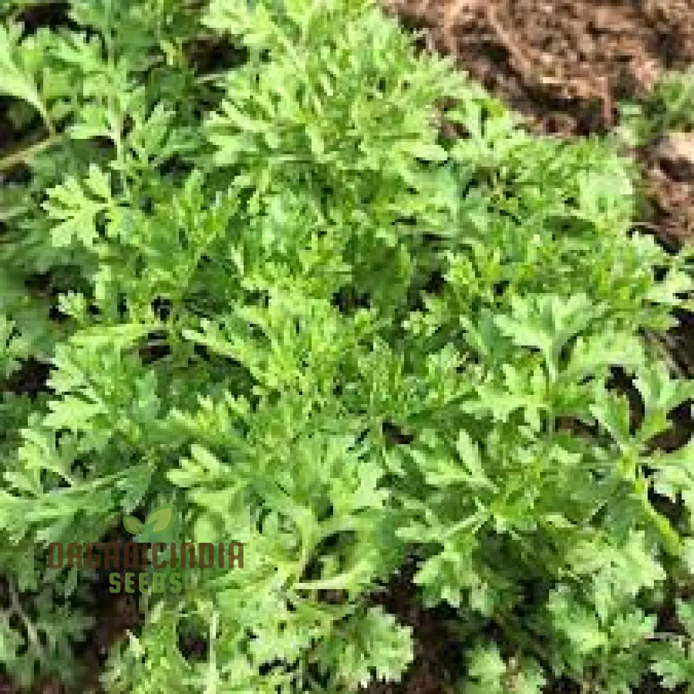 Garden Cress Seeds – Fresh, Fast-Growing Nutritious Greens for Home Gardening - Image 3